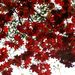 20061008_kamikouchitrip_023